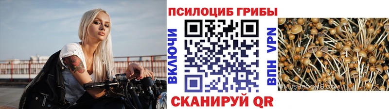 продажа наркотиков  Оленегорск  hydra ссылки  Псилоцибиновые грибы мицелий 